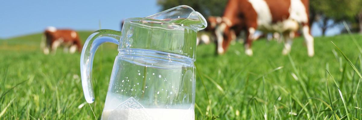 Jug of milk against herd of cows