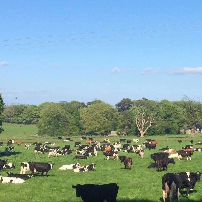 The herd at Garlieston Home Farm